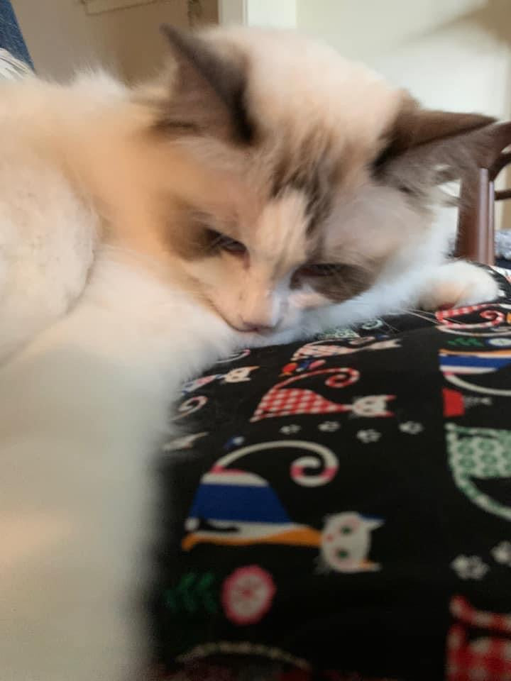 Feline Lucky Catnip Infused Playmat